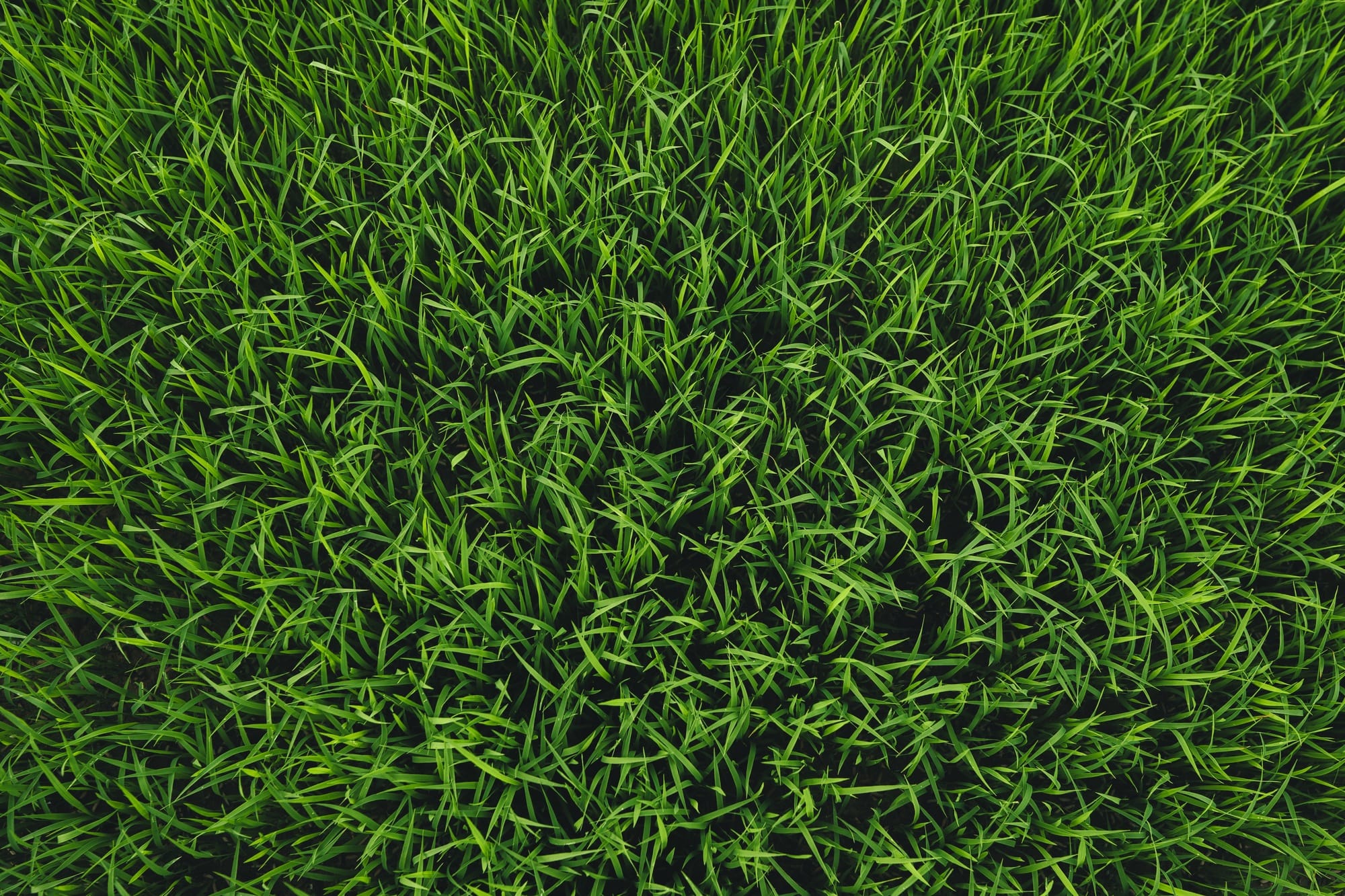Green young rice plant texture, green grass background